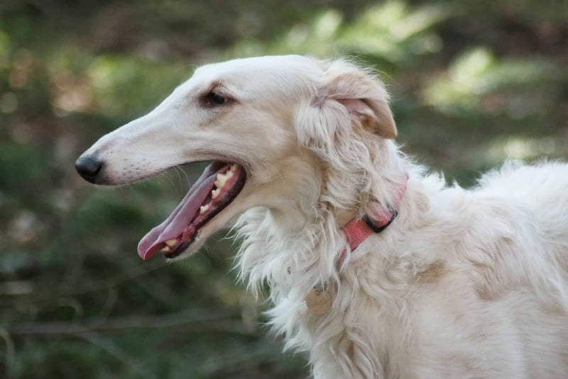 How Much Exercise Does a Borzoi Need
