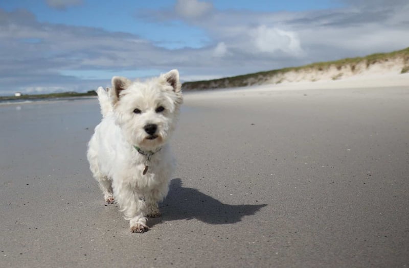 How Much Exercise Does a West Highland White Terrier Need