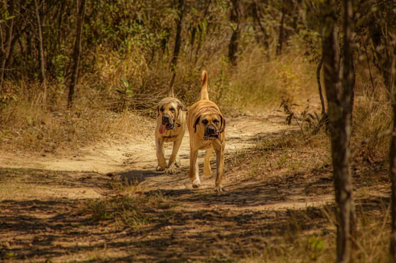 How Well Do Boerboels Interact with Other Household Pets