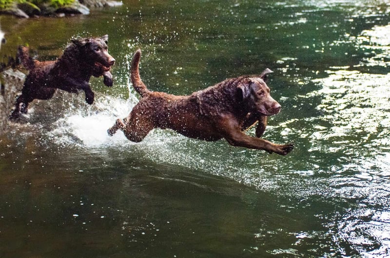 How Well Do Chesapeake Bay Retrievers Get Along with Other Pets