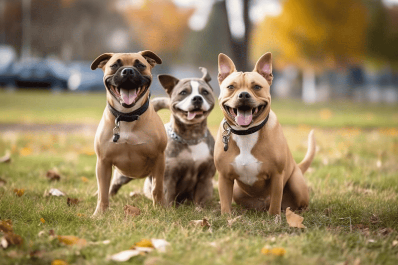 How Well Do Chipits Coexist with Other Pets