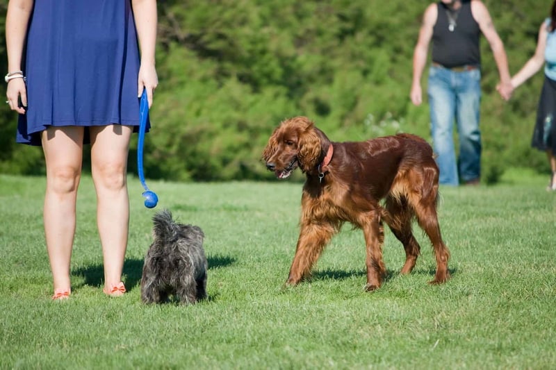 Cute dog and owner engaging in outdoor training session on a sunny day.