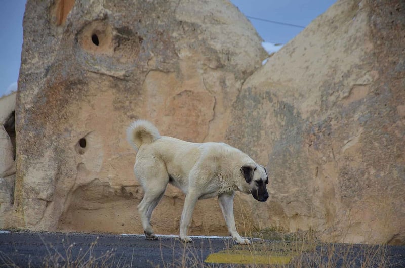 Kangal photo 3