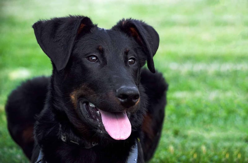 Important Considerations for Beauceron Ownership