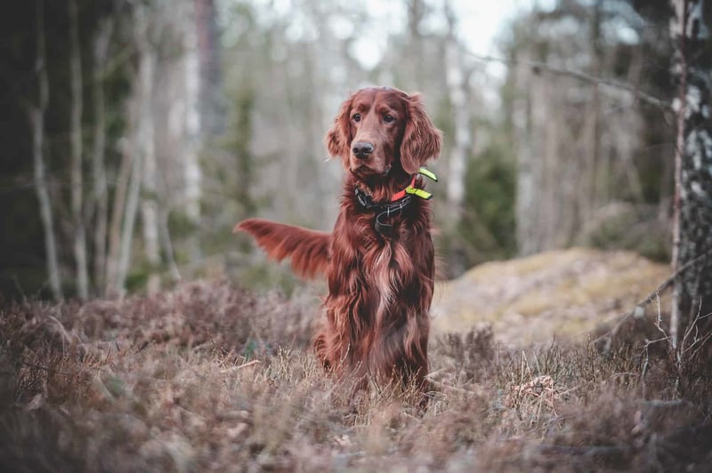 Important Considerations for Irish Setter Ownership