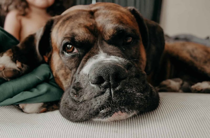 Close-up of a relaxed, sleepy brindle Mastiff dog lying on a soft surface, showing contentment and peaceful rest.