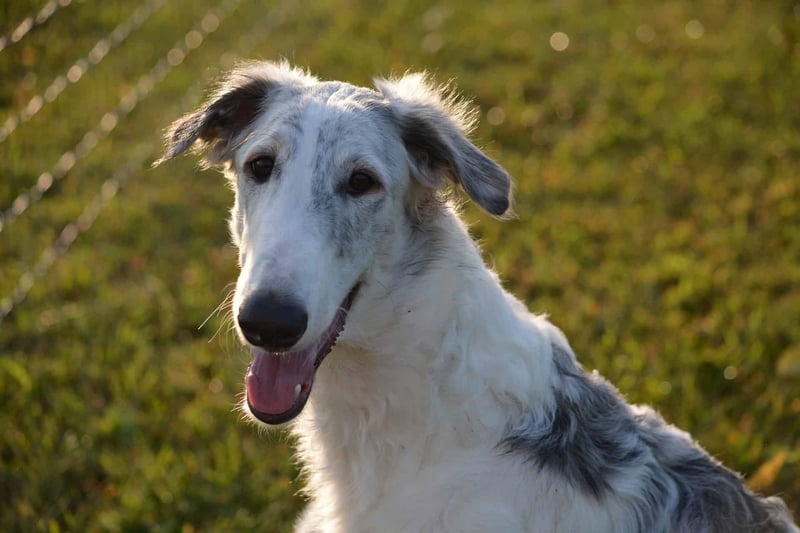 Important Insights into Borzoi Ownership