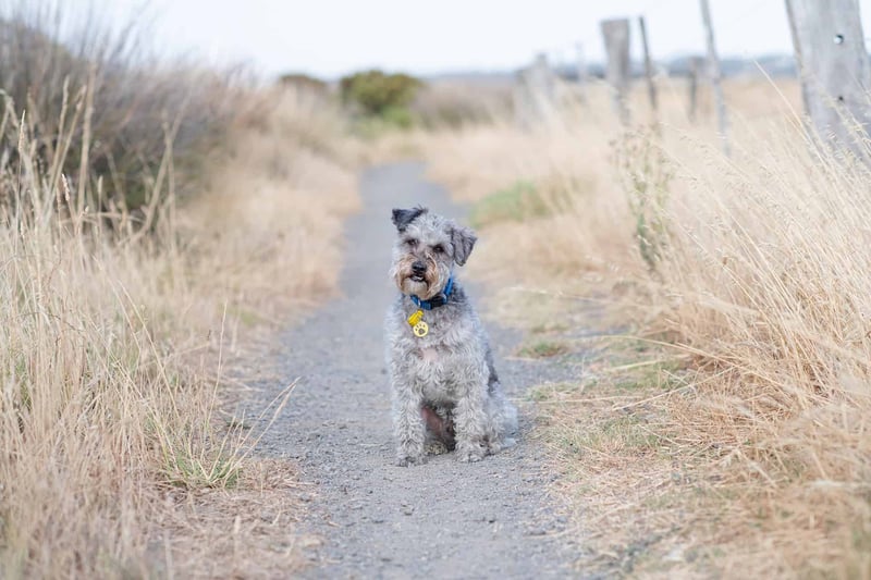 Adorable dog sitting on a dirt trail surrounded by tall, dry grass, enjoying outdoor exploration.