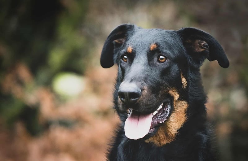 Beauceron photo 2
