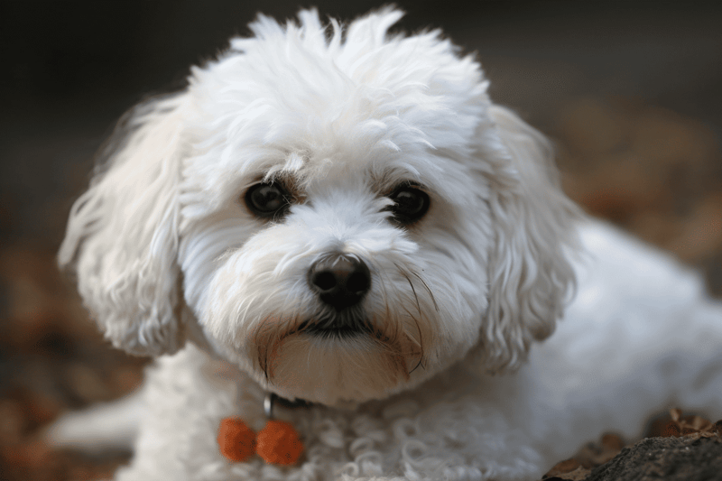 Interesting Fact 1 About Bolognese Dogs