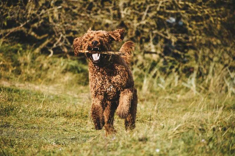 Cute brown dog carrying a stick in its mouth in nature.
