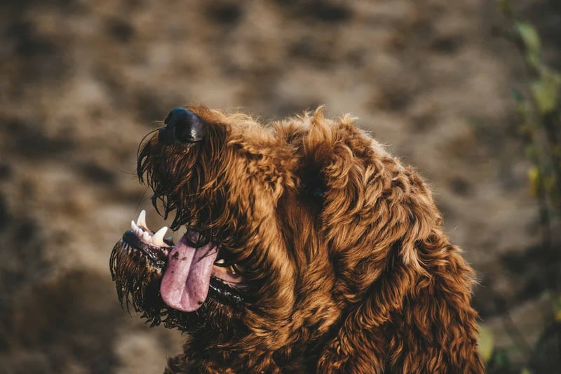 Playful Labradoodle dog with a curly coat, tongue out, in an outdoor setting.
