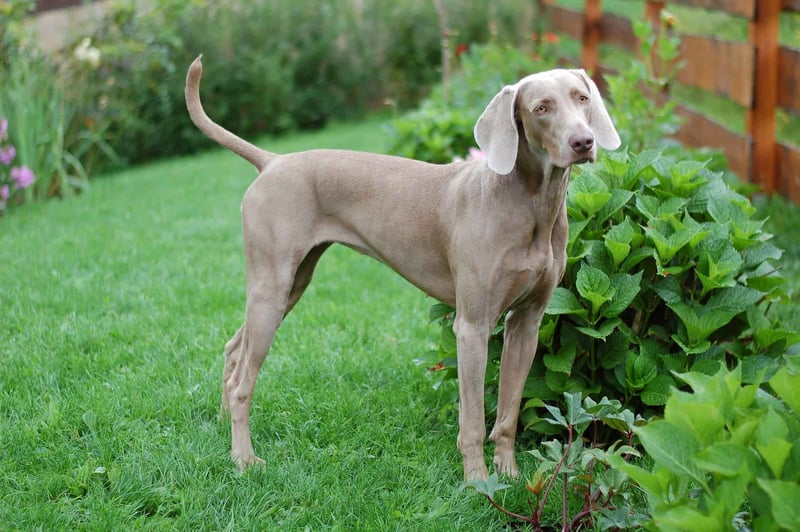 Bright image of a Weimaraner standing on lush green grass beside leafy bushes in a backyard.