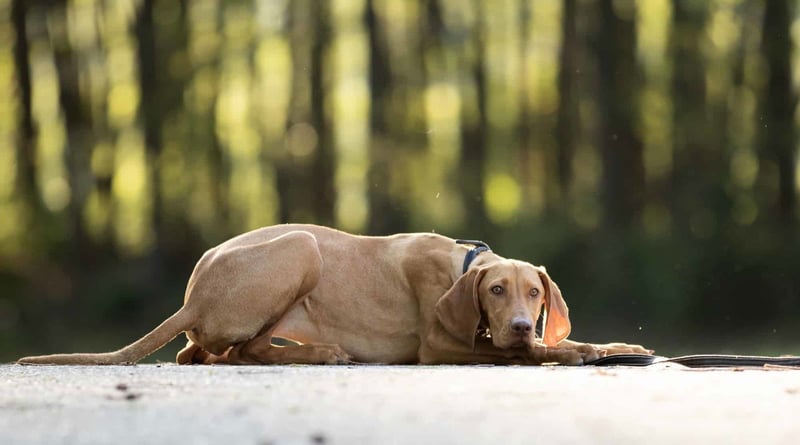 Adorable dog resting on the trail in a wooded area during daytime.