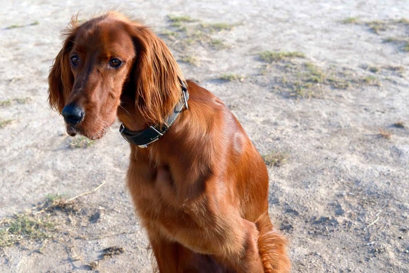 Intriguing Fact 2 About Irish Setters