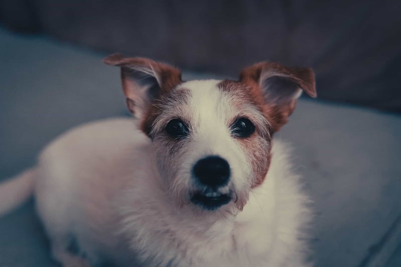 Cute small dog looking directly at the camera, sitting on a soft grey surface.