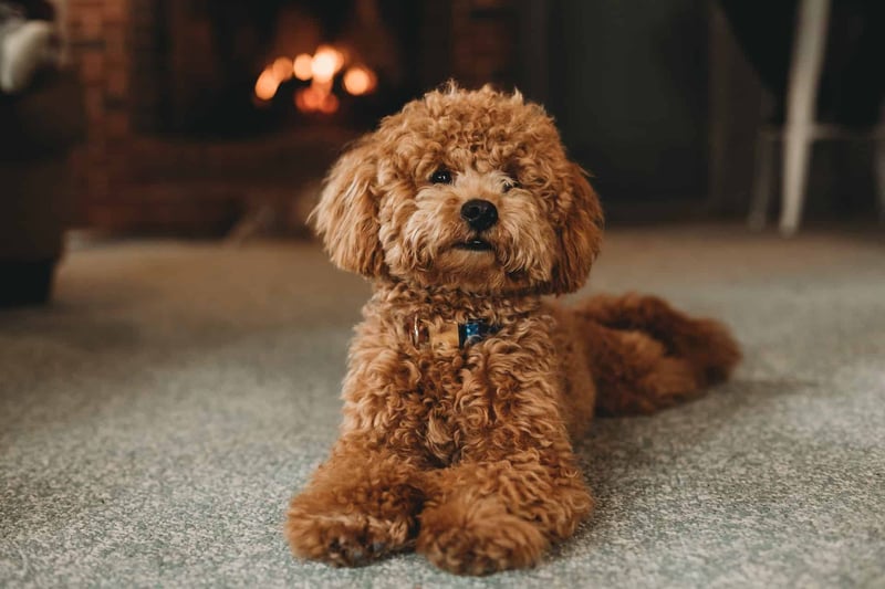 Adorable brown curly-coated puppy sitting indoors, perfect for dog lovers.