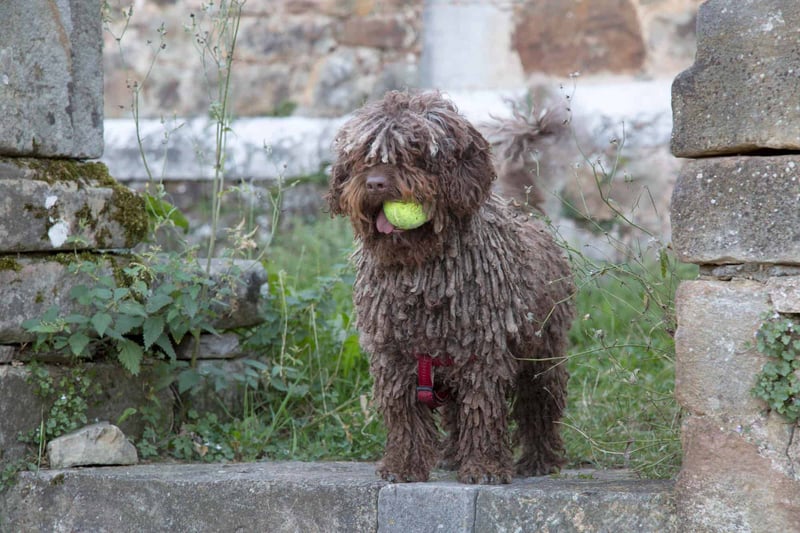 Cute Labradoodle dog holding a tennis ball in its mouth outdoors.
