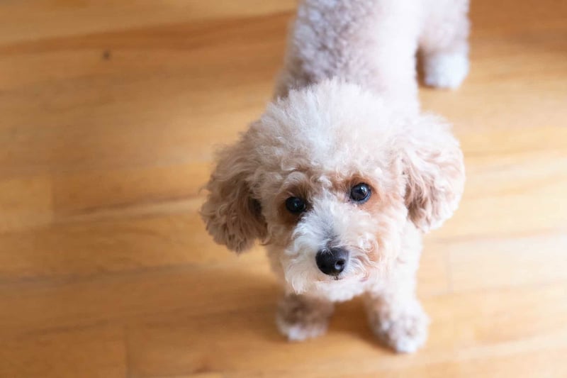 Adorable small dog with curly fur staring at camera, on wooden flooring.