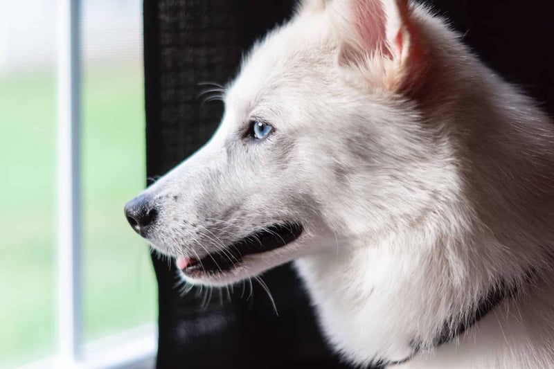 Intriguing Fact 2 Regarding American White Shepherds