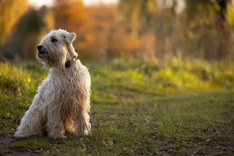 Intriguing Fact #3 About Soft Coated Wheaten Terriers