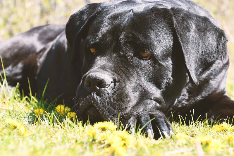 Close-up of a black dog lying on green grass with dandelions, enjoying a peaceful moment outdoors.