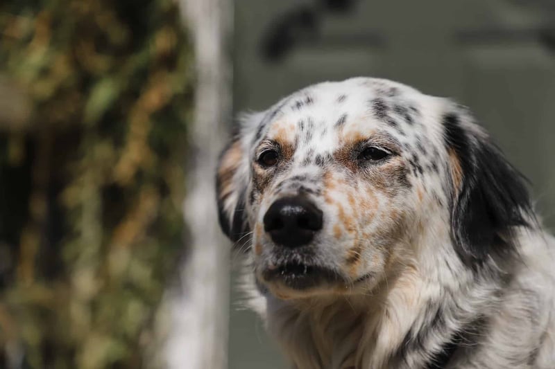 Intriguing Fact About English Setters Fact 1