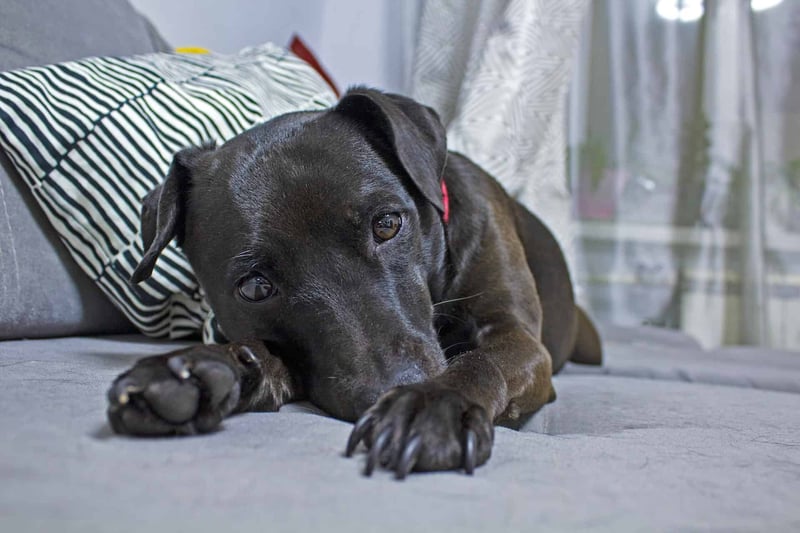 Adorable black dog resting on sofa with patterned pillow indoors, perfect pet relaxation environment.