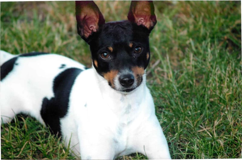 Cute Jack Russell puppy lying on grass.
