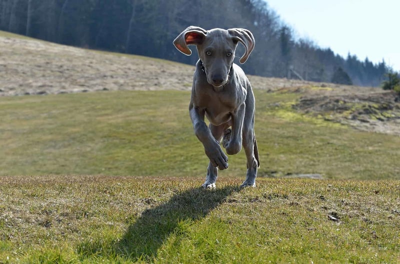 Adorable grey dog sprinting outdoors, showcasing playful behavior on a sunny day.