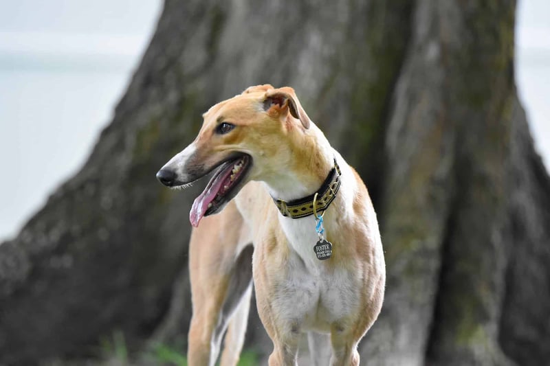 Greyhound photo 1