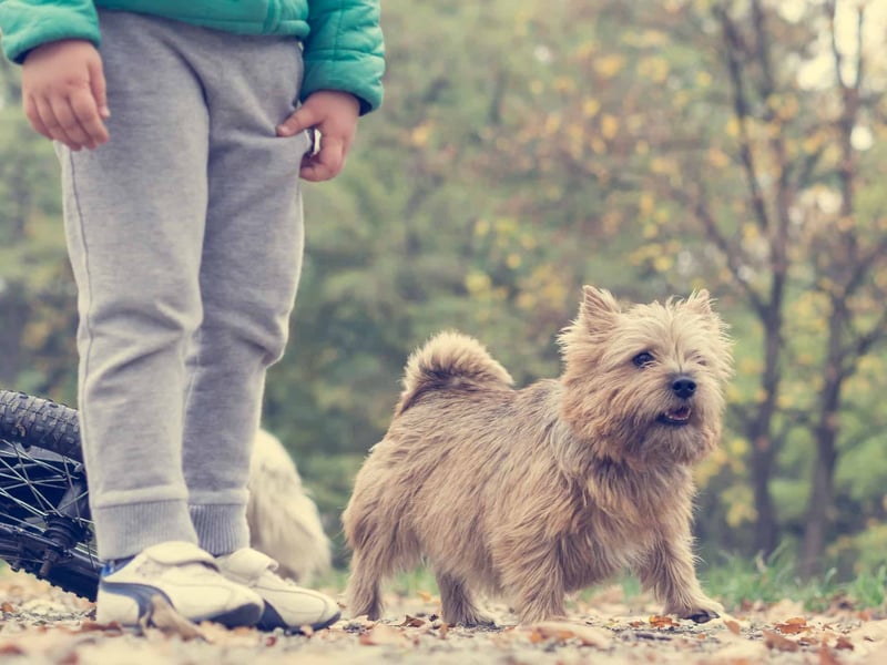 Is a Norwich Terrier the Perfect Addition to Your Family