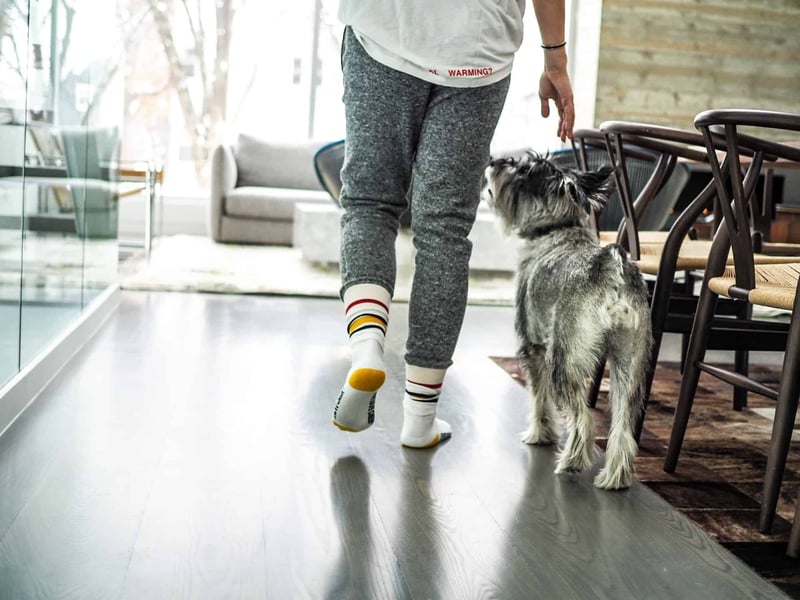 Cute Australian Shepherd puppy sitting politely near owner, indoors.