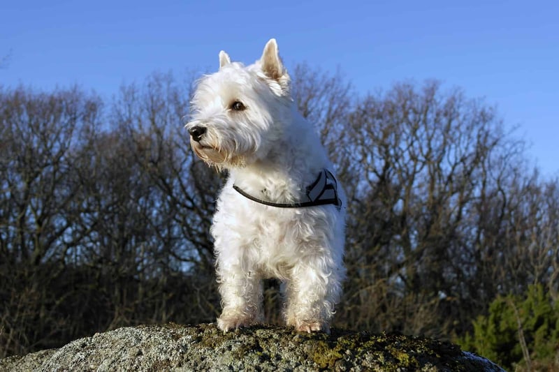 Is a West Highland White Terrier a Good Family Dog