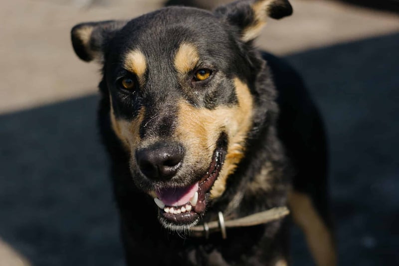 Close-up of a happy black and tan dog with bright eyes and a joyful expression outdoors.