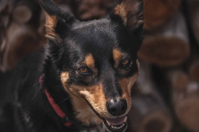 Keeping Your Australian Kelpie Fit Activity Needs
