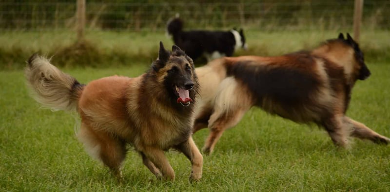 A Belgian Malinois enjoying playtime with dogs in an open grassy yard.