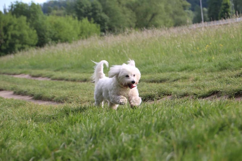 Keeping Your Coton de Tulear Active and Fit