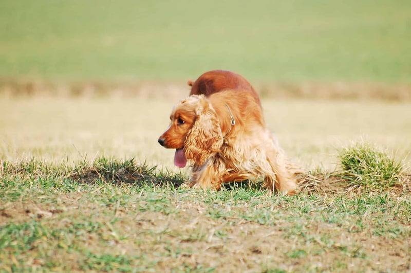Keeping Your English Cocker Spaniel Active Exercise Needs