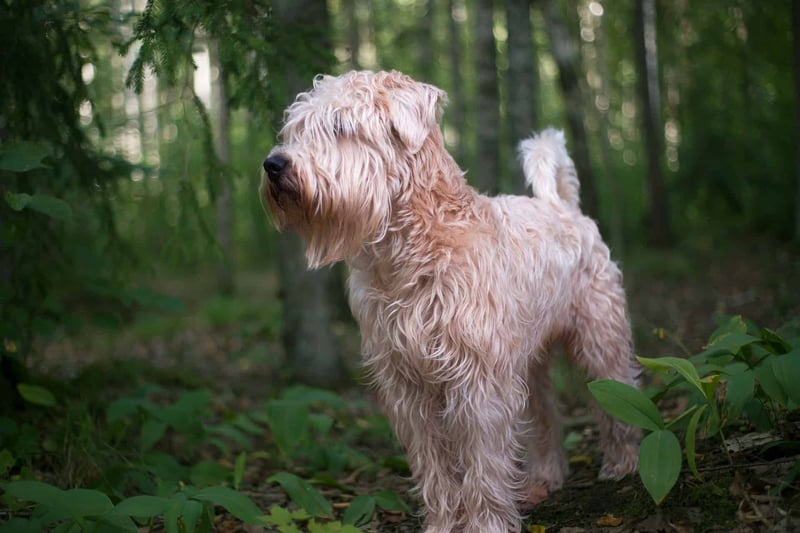 Soft Coated Wheaten Terrier photo 3