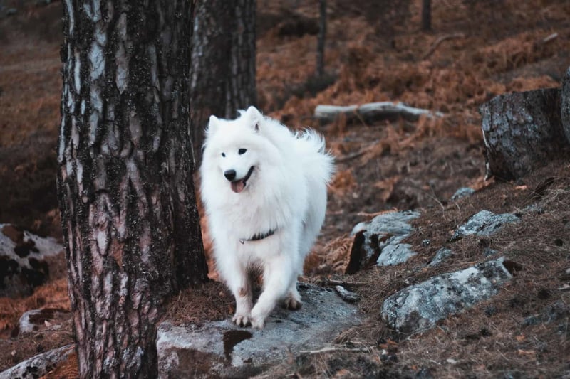 Samoyed photo 3