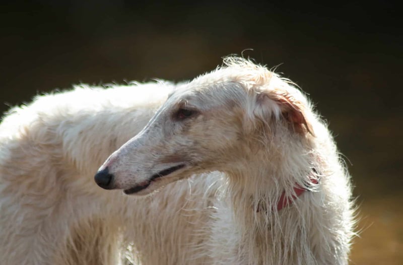 Borzoi photo 3
