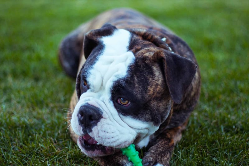 Olde English Bulldogge photo 3