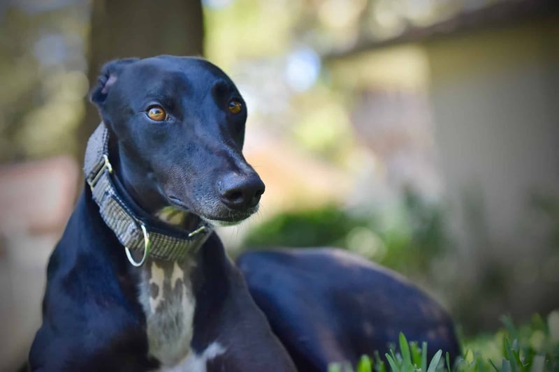 Adopt, foster, and care for dogs with Dogfix, supporting responsible pet ownership.