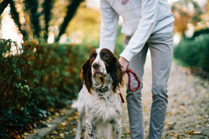 Key Training Essentials for English Setters