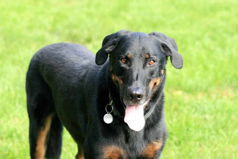 Beauceron photo 3