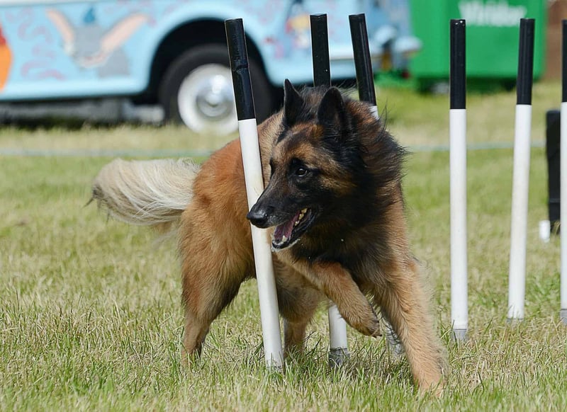 Belgian Tervuren photo 3