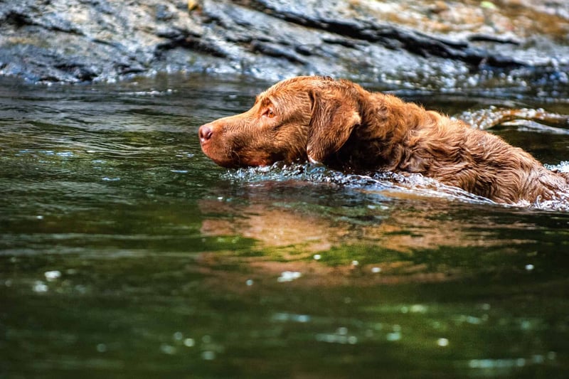 Chesapeake Bay Retriever photo 3