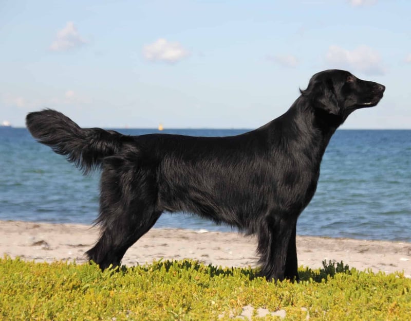 Flat-Coated Retriever photo 3