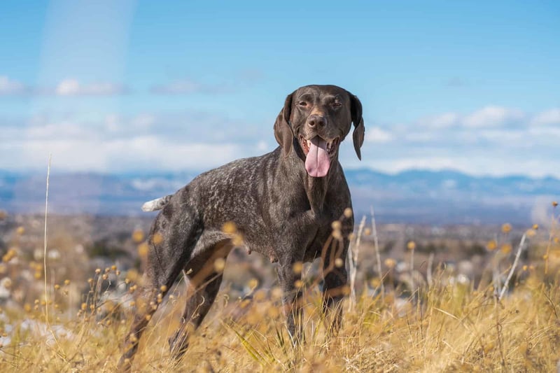 German Shorthaired Pointer photo 3